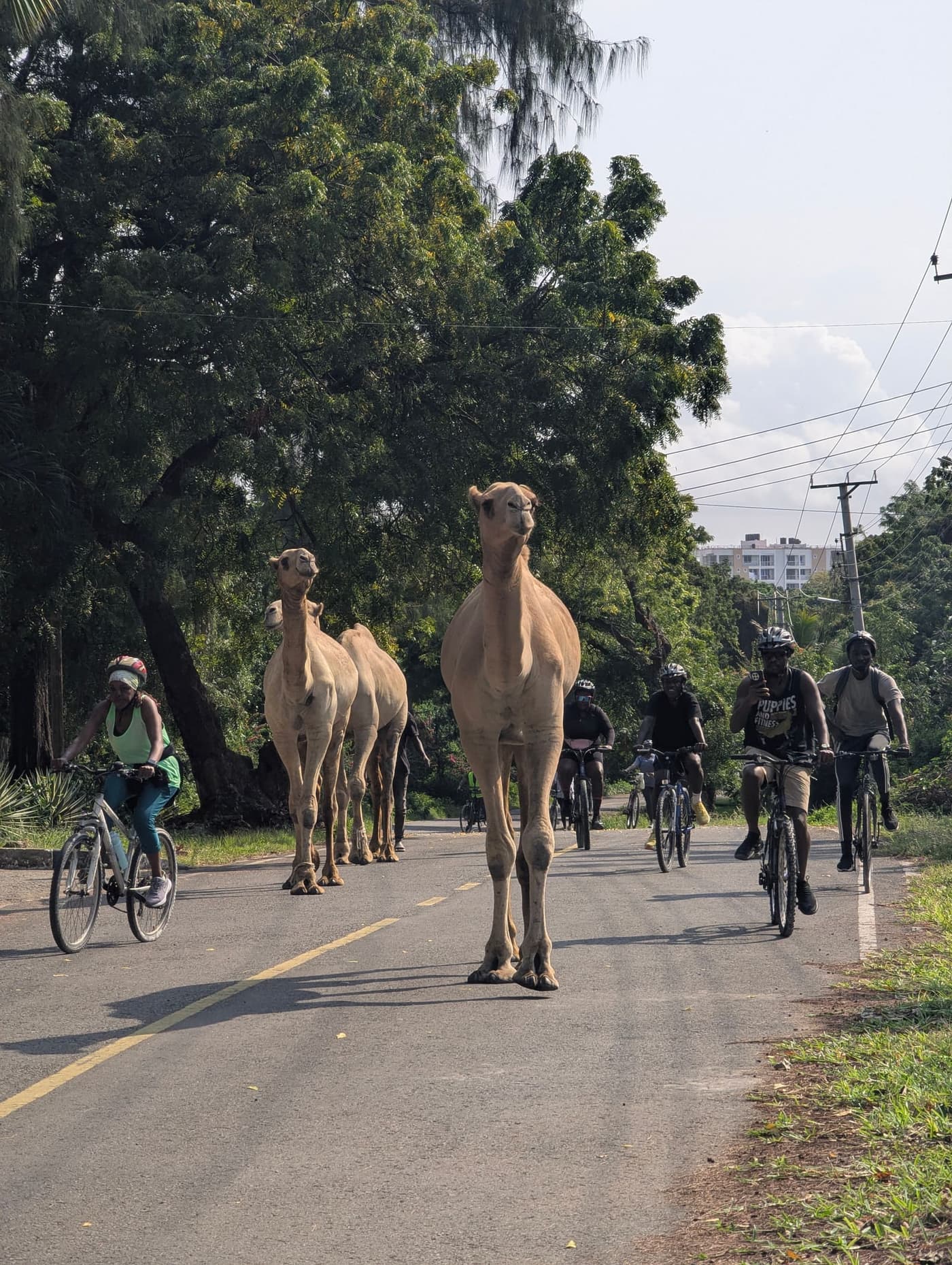 Riders on a tree-lined road in Nyali sharing it with three camels